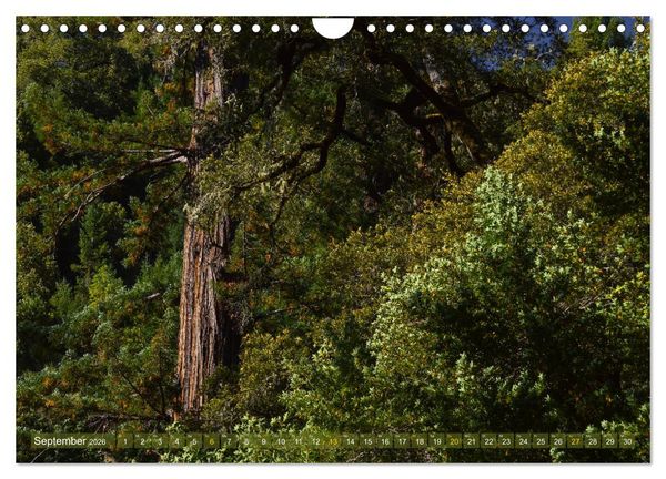 Produktbild: Spaziergang im Wald (Wandkalender 2026 DIN A4 quer), CALVENDO Monatskalender