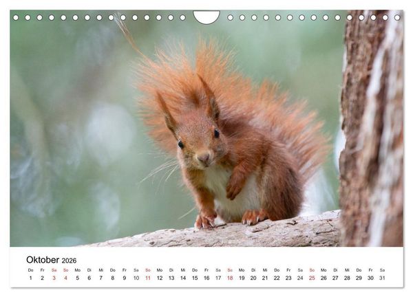 Produktbild: Eichh&ouml;rnchen - Kleine Kobolde im Roten Pelz (Wandkalender 2026 DIN A4 quer), CALVENDO Monatskalender