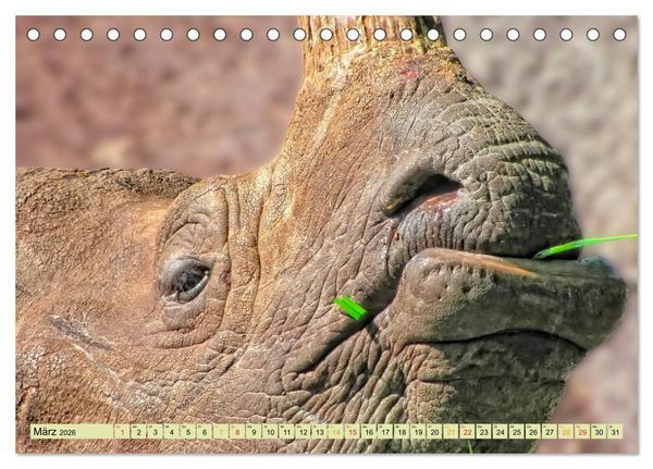 Produktbild: Bedrohte Tierart - Nashorn (Tischkalender 2026 DIN A5 quer), CALVENDO Monatskalender