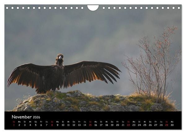 Produktbild: Unter Geiern auf Mallorca: Ein Projekt der Naturschutzstiftung Vida Silvestre Mediterr&aacute;nea (Wandkalender 2026 DIN A4 quer), CALVENDO Monatskalender