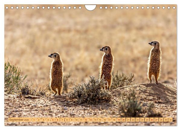 Produktbild: Afrikas Tierwelt - Erdm&auml;nnchen (Wandkalender 2026 DIN A4 quer), CALVENDO Monatskalender