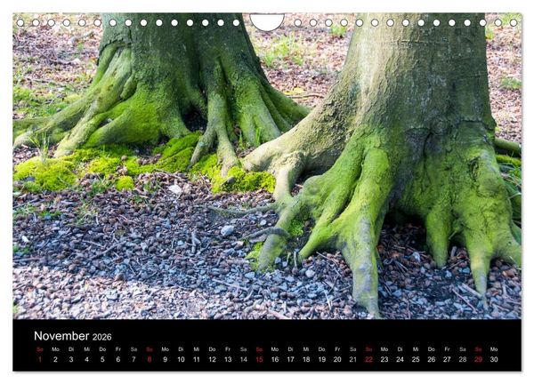 Produktbild: Gesehen auf - R&uuml;gen und Hiddensee (Wandkalender 2026 DIN A4 quer), CALVENDO Monatskalender