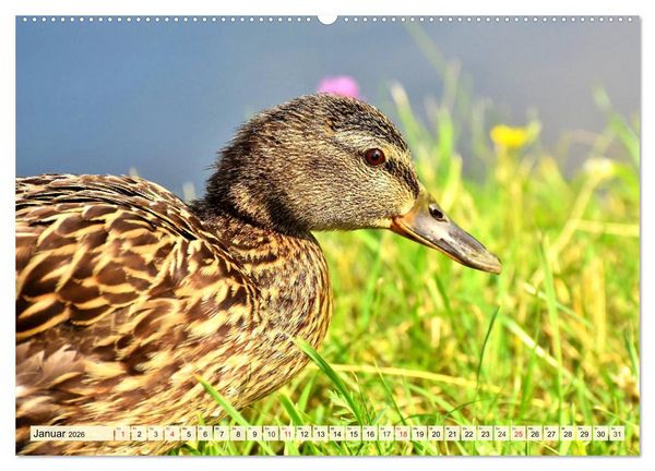 Produktbild: Enten. Beliebt, h&uuml;bsch und imposant (Wandkalender 2026 DIN A2 quer), CALVENDO Monatskalender