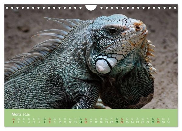 Produktbild: Am Amazonas (Wandkalender 2026 DIN A4 quer), CALVENDO Monatskalender