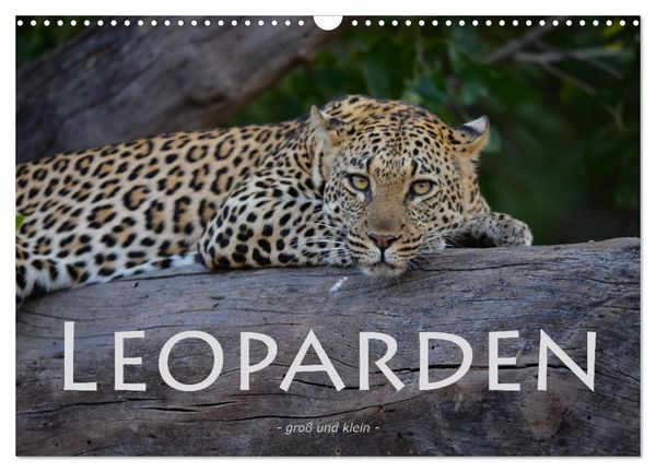 Produktbild: Leoparden - gro&szlig; und klein (Wandkalender 2026 DIN A3 quer), CALVENDO Monatskalender