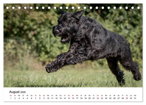 Produktbild: Schnauzer... von Zwergen und Riesen 2026 (Tischkalender 2026 DIN A5 quer), CALVENDO Monatskalender