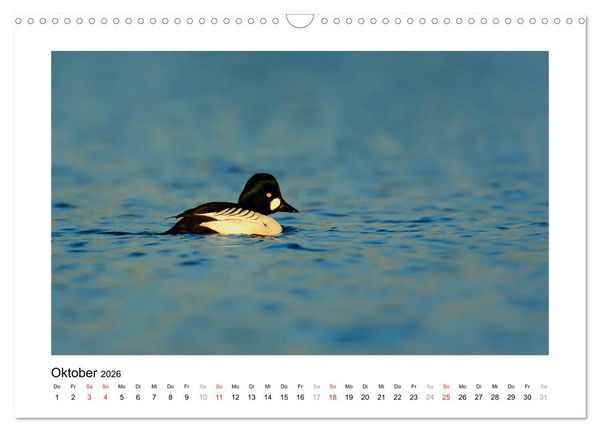 Produktbild: Geschnatter - Enten und G&auml;nse in Deutschland (Wandkalender 2026 DIN A3 quer), CALVENDO Monatskalender