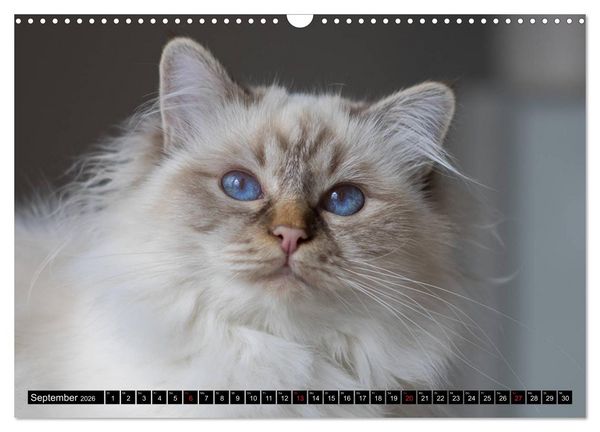Produktbild: Heilige Birma Katzenkalender (Wandkalender 2026 DIN A3 quer), CALVENDO Monatskalender