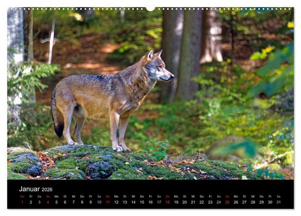 Produktbild: Herbst im Nationalpark Bayerischer Wald (hochwertiger Premium Wandkalender 2026 DIN A2 quer), Kunstdruck in Hochglanz
