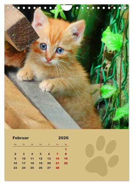 Produktbild: Wilde T&auml;tzchen, kleine wilde Katzen entdecken die Welt (Wandkalender 2026 DIN A4 hoch), CALVENDO Monatskalender