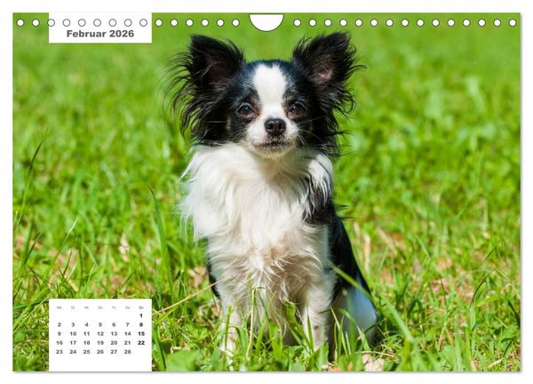 Produktbild: Rassehunde (Wandkalender 2026 DIN A4 quer), CALVENDO Monatskalender