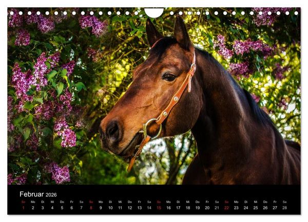 Produktbild: Pferde Tr&auml;ume (Wandkalender 2026 DIN A4 quer), CALVENDO Monatskalender