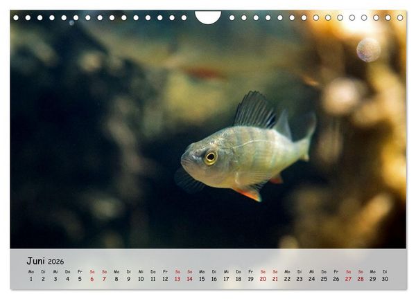 Produktbild: Faszination Fische (Wandkalender 2026 DIN A4 quer), CALVENDO Monatskalender