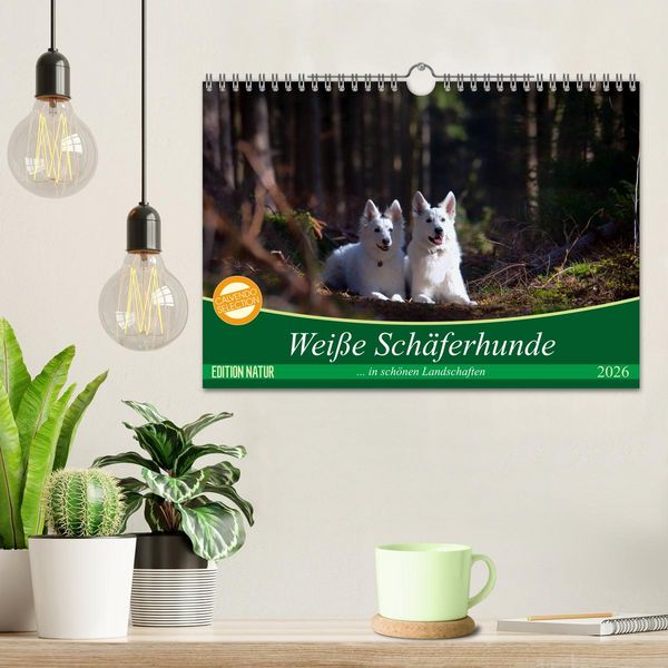 Produktbild: Wei&szlig;e Sch&auml;ferhunde in sch&ouml;nen Landschaften (Wandkalender 2026 DIN A4 quer), CALVENDO Monatskalender