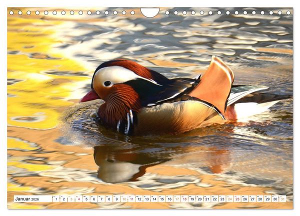 Produktbild: Mandarinenten, ein Farbtupfer auf allen Gew&auml;ssern. (Wandkalender 2026 DIN A4 quer), CALVENDO Monatskalender