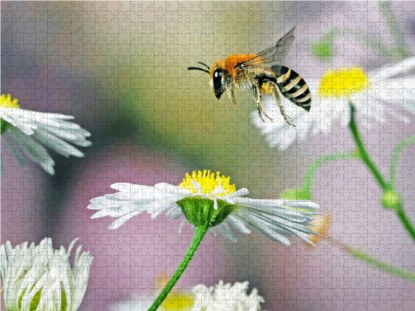 Produktbild: CALVENDO Puzzle Biene und Blumen | 1000 Teile Lege-Gr&ouml;&szlig;e 64x48cm Foto-Puzzle f&uuml;r gl&uuml;ckliche Stunden