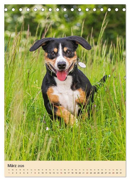 Produktbild: Schweizer Sennenhunde stellen sich vor (Tischkalender 2026 DIN A5 hoch), CALVENDO Monatskalender