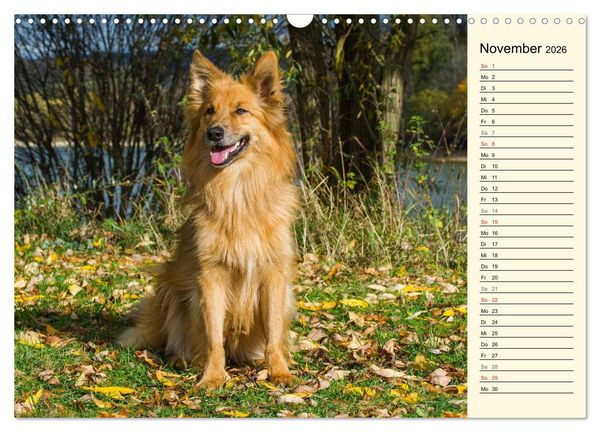 Produktbild: Altdeutsche H&uuml;tehunde - Fast vergessen (Wandkalender 2026 DIN A3 quer), CALVENDO Monatskalender