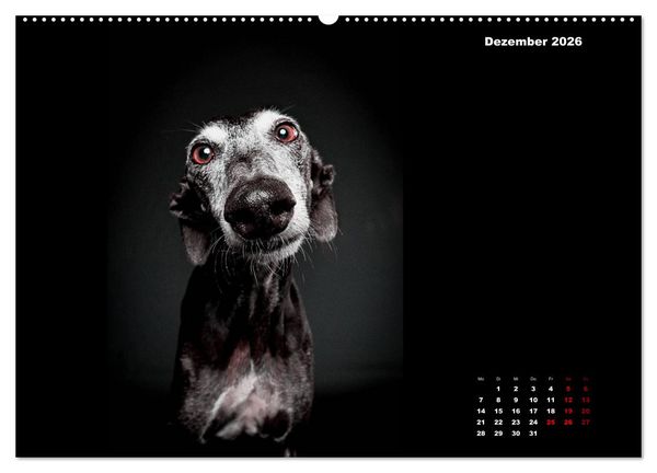 Produktbild: Die Stimme der Windhunde (hochwertiger Premium Wandkalender 2026 DIN A2 quer), Kunstdruck in Hochglanz
