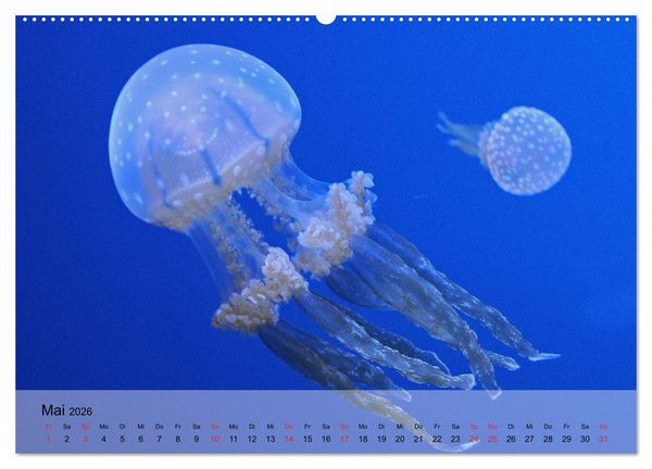 Produktbild: Quallen. Die Welt der Medusen (Wandkalender 2026 DIN A2 quer), CALVENDO Monatskalender