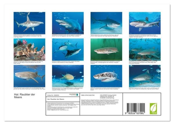 Produktbild: Hai: Raubtier der Meere (Wandkalender 2026 DIN A4 quer), CALVENDO Monatskalender