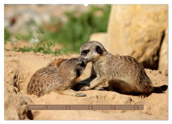 Produktbild: Erdm&auml;nnchen (hochwertiger Premium Wandkalender 2026 DIN A2 quer), Kunstdruck in Hochglanz