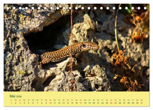 Produktbild: Flinke Eidechsen (Tischkalender 2026 DIN A5 quer), CALVENDO Monatskalender