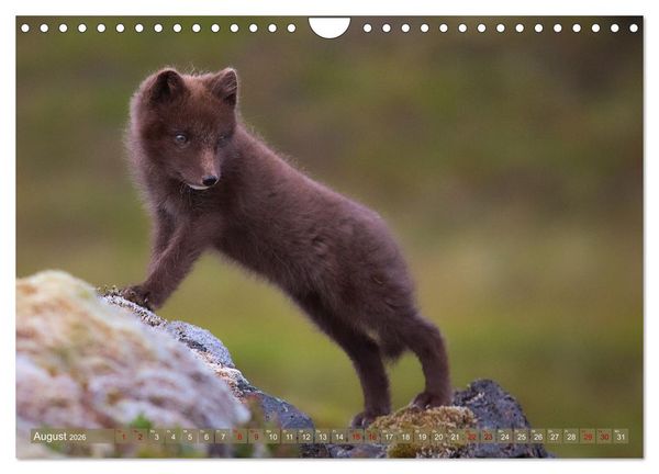 Produktbild: Polarfuchs-Welpen (Wandkalender 2026 DIN A4 quer), CALVENDO Monatskalender