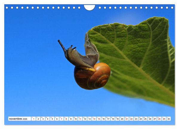 Produktbild: Admirons les escargots (Calendrier mural 2026 DIN A4 vertical), CALVENDO calendrier mensuel