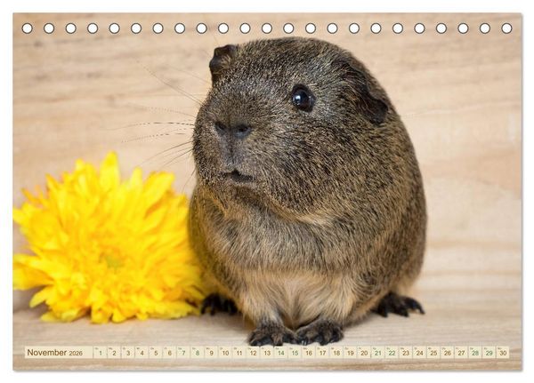 Produktbild: MEERSCHWEINCHEN neugierig - s&uuml;&szlig; - liebenswert (Tischkalender 2026 DIN A5 quer), CALVENDO Monatskalender
