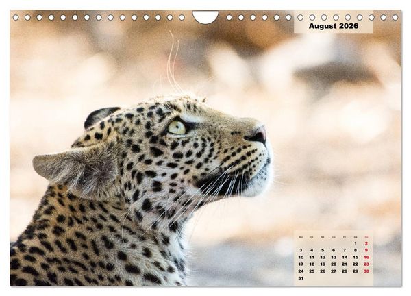 Produktbild: Raubkatzen - L&ouml;we, Gepard, Leopard (Wandkalender 2026 DIN A4 quer), CALVENDO Monatskalender