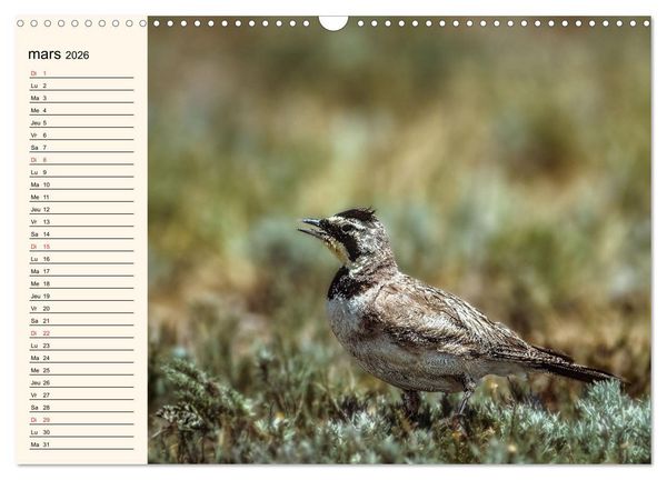 Produktbild: Notre nature sauvage, les passereaux d'Europe (Calendrier mural 2026 DIN A3 vertical), CALVENDO calendrier mensuel