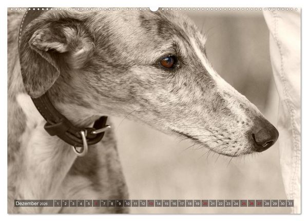 Produktbild: Galgo eye-catcher (hochwertiger Premium Wandkalender 2026 DIN A2 quer), Kunstdruck in Hochglanz