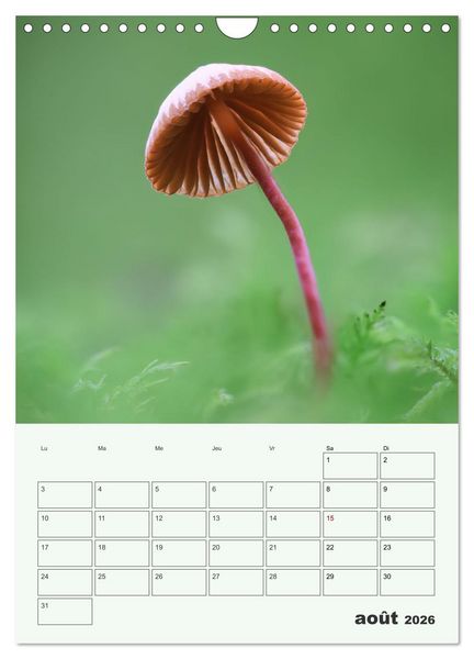 Produktbild: Champignons magiques - Beaut&eacute;s &eacute;ph&eacute;m&egrave;res (Calendrier mural 2026 DIN A4 horizontal), CALVENDO calendrier mensuel
