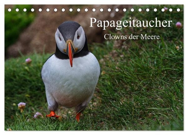 Produktbild: Papageitaucher Clowns der Meere (Tischkalender 2026 DIN A5 quer), CALVENDO Monatskalender