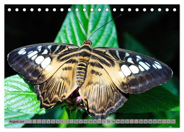 Produktbild: Butterfly's - Schmetterlinge f&uuml;r Zuhause (Tischkalender 2026 DIN A5 quer), CALVENDO Monatskalender