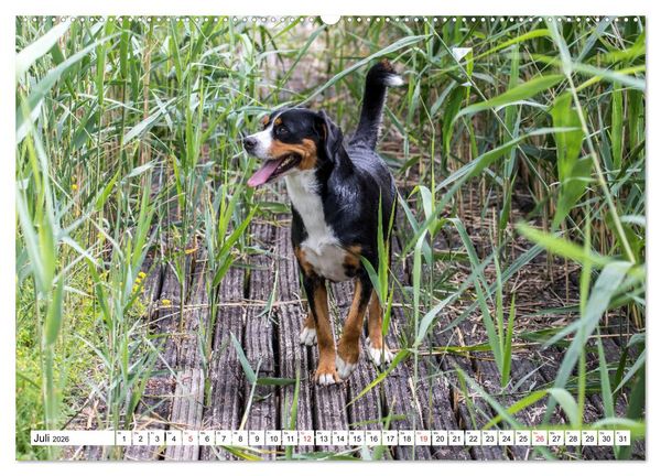 Produktbild: Gro&szlig;er Schweizer Sennenhund (hochwertiger Premium Wandkalender 2026 DIN A2 quer), Kunstdruck in Hochglanz