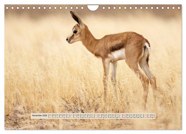 Produktbild: Kgalagadi-Durstland (Wandkalender 2026 DIN A4 quer), CALVENDO Monatskalender
