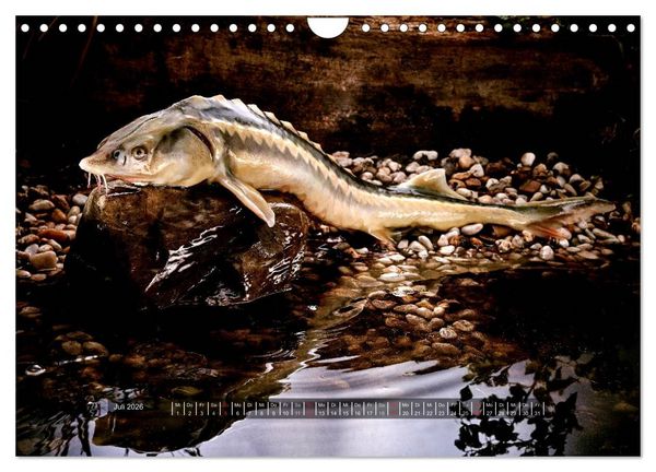 Produktbild: UNSER FISCH. S&Uuml;&szlig;WASSER. (Wandkalender 2026 DIN A4 quer), CALVENDO Monatskalender