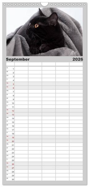Produktbild: Familienplaner 2026 - Zauberhafte K&auml;tzchen mit 5 Spalten (Wandkalender, 21 x 45 cm) CALVENDO