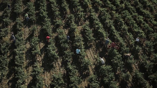 Produktbild: Von Trauben und Menschen (OmU)