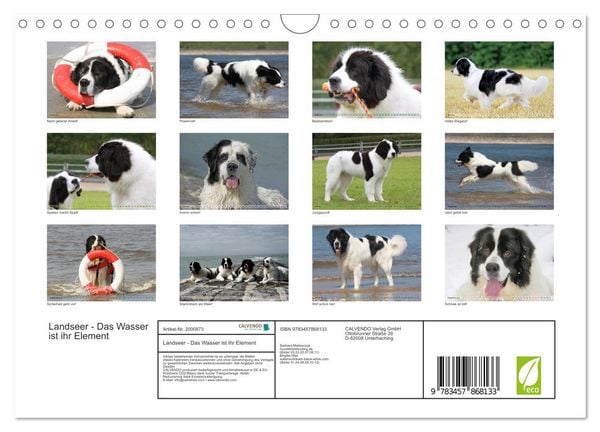 Produktbild: Landseer - Das Wasser ist ihr Element (Wandkalender 2026 DIN A4 quer), CALVENDO Monatskalender