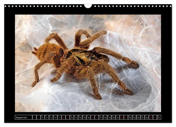 Produktbild: Faszination Spinnen (Wandkalender 2026 DIN A3 quer), CALVENDO Monatskalender