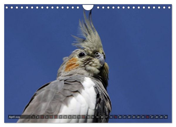 Produktbild: Nymphensittiche (Wandkalender 2026 DIN A4 quer), CALVENDO Monatskalender