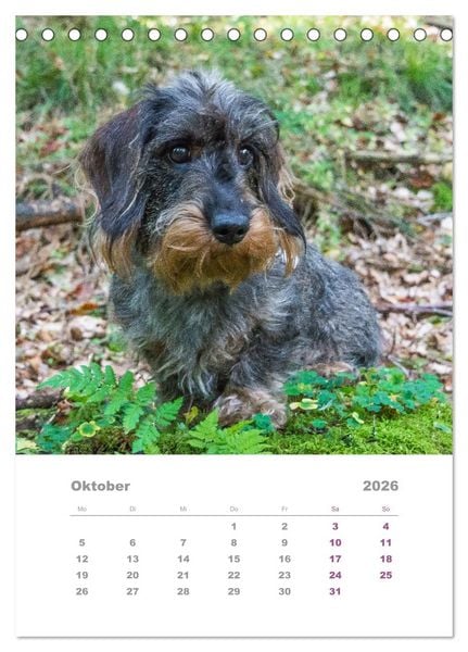 Produktbild: Dackel(augen)blicke (Tischkalender 2026 DIN A5 hoch), CALVENDO Monatskalender
