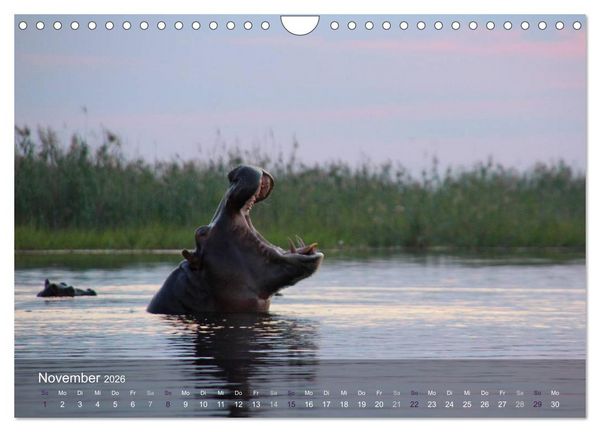 Produktbild: Botswana Wildlife (Wandkalender 2026 DIN A4 quer), CALVENDO Monatskalender
