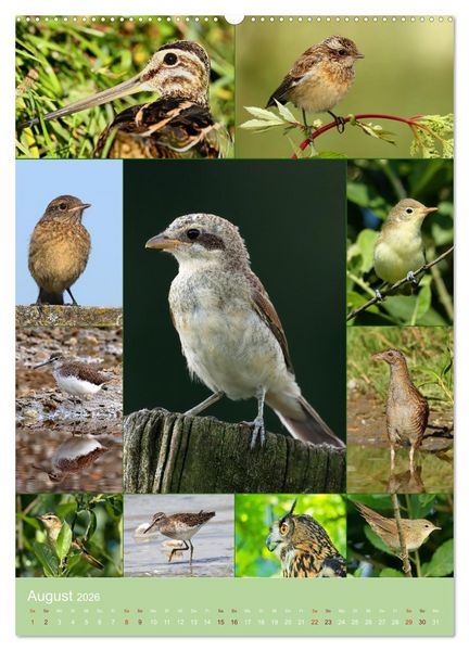 Produktbild: Alles f&uuml;r die V&ouml;gel (hochwertiger Premium Wandkalender 2026 DIN A2 hoch), Kunstdruck in Hochglanz