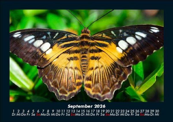 Produktbild: Bunte Pracht der Schmetterlinge 2026 Fotokalender DIN A5