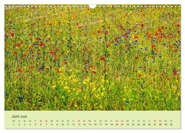 Produktbild: Wilde Blumen - ein Spaziergang durch die Natur (Wandkalender 2026 DIN A3 quer), CALVENDO Monatskalender