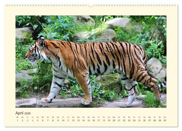 Produktbild: Sibirische Tigerportraits (hochwertiger Premium Wandkalender 2026 DIN A2 quer), Kunstdruck in Hochglanz